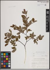 Foto von Salix aurita L. x Salix myrtilloides L.